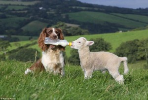 feeding goat